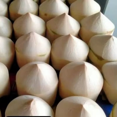 FRESH WHOLE-SHELL BEN TRE COCONUT – GRADE A, VACUUM-PACKED & WHOLESALE EXPORT SUPPLY