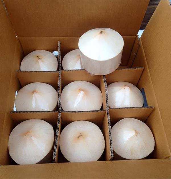 FRESH WHOLE-SHELL BEN TRE COCONUT – GRADE A, VACUUM-PACKED & WHOLESALE EXPORT SUPPLY 2