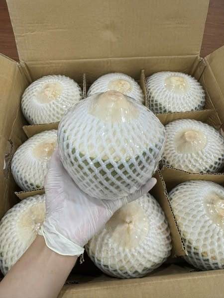 NATURAL FRESH VIETNAMESE COCONUT – TENDER MEAT, CLEAR WATER & TROPICAL BEVERAGE SUPPLY 2