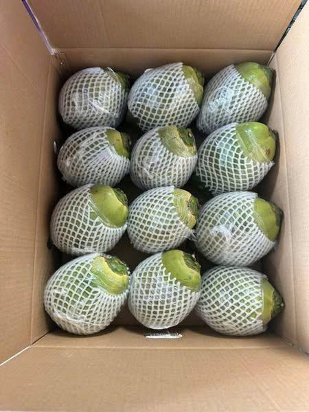 NATURAL FRESH VIETNAMESE COCONUT – TENDER MEAT, CLEAR WATER & TROPICAL BEVERAGE SUPPLY 3
