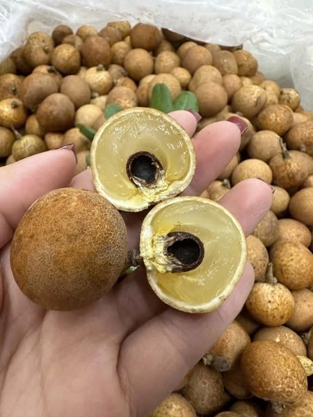VIETGAP-CERTIFIED LONGAN FROM VIETNAM – PREMIUM QUALITY, NATURAL SWEETNESS & WHOLESALE EXPORT SUPPLY 3