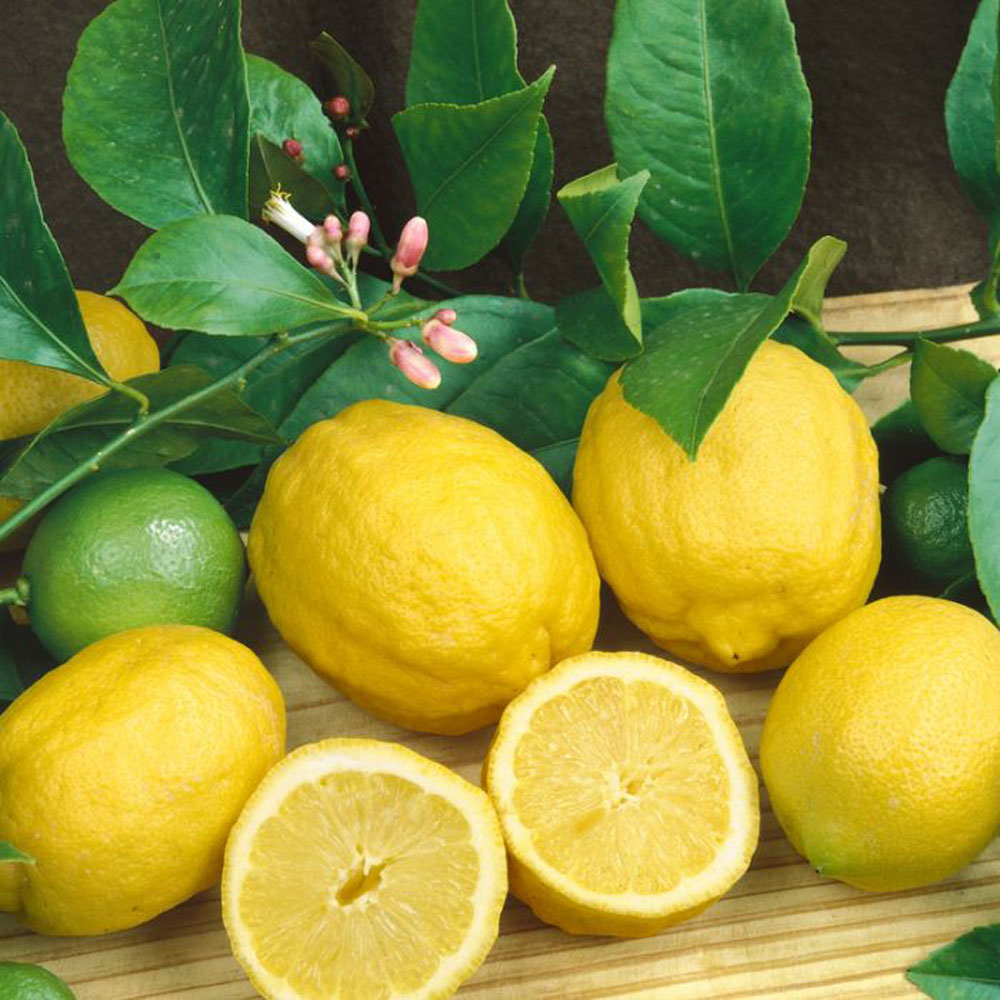 FRESH EUREKA LEMON – VIETNAM | JUICY, AROMATIC & WHOLESALE EXPORT SUPPLY