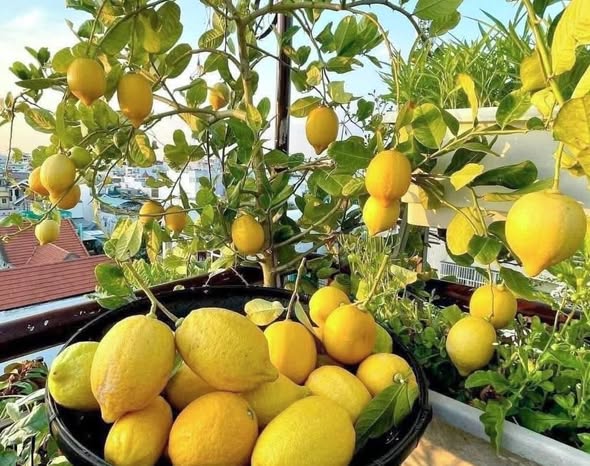FRESH EUREKA LEMON – VIETNAM | JUICY, AROMATIC & WHOLESALE EXPORT SUPPLY 2