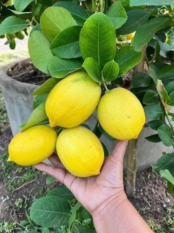 FRESH EUREKA LEMON – VIETNAM | JUICY, AROMATIC & WHOLESALE EXPORT SUPPLY 3