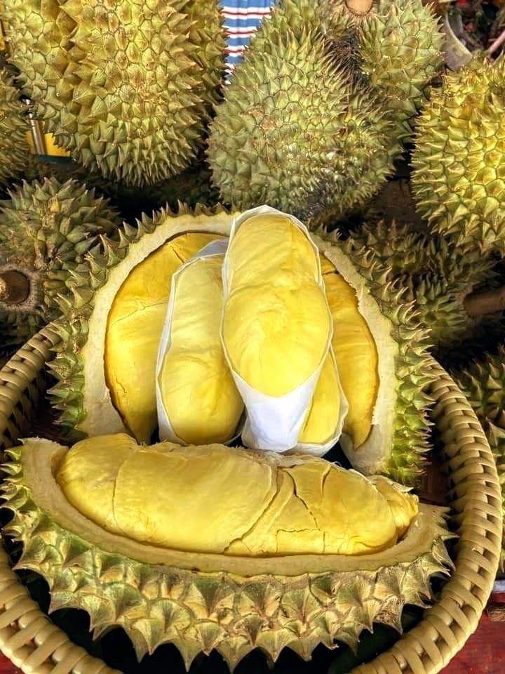 PREMIUM FROZEN FRESH DURIAN – VIETNAM | HAND-SELECTED, MILD FLAVOR & OEM/ODM