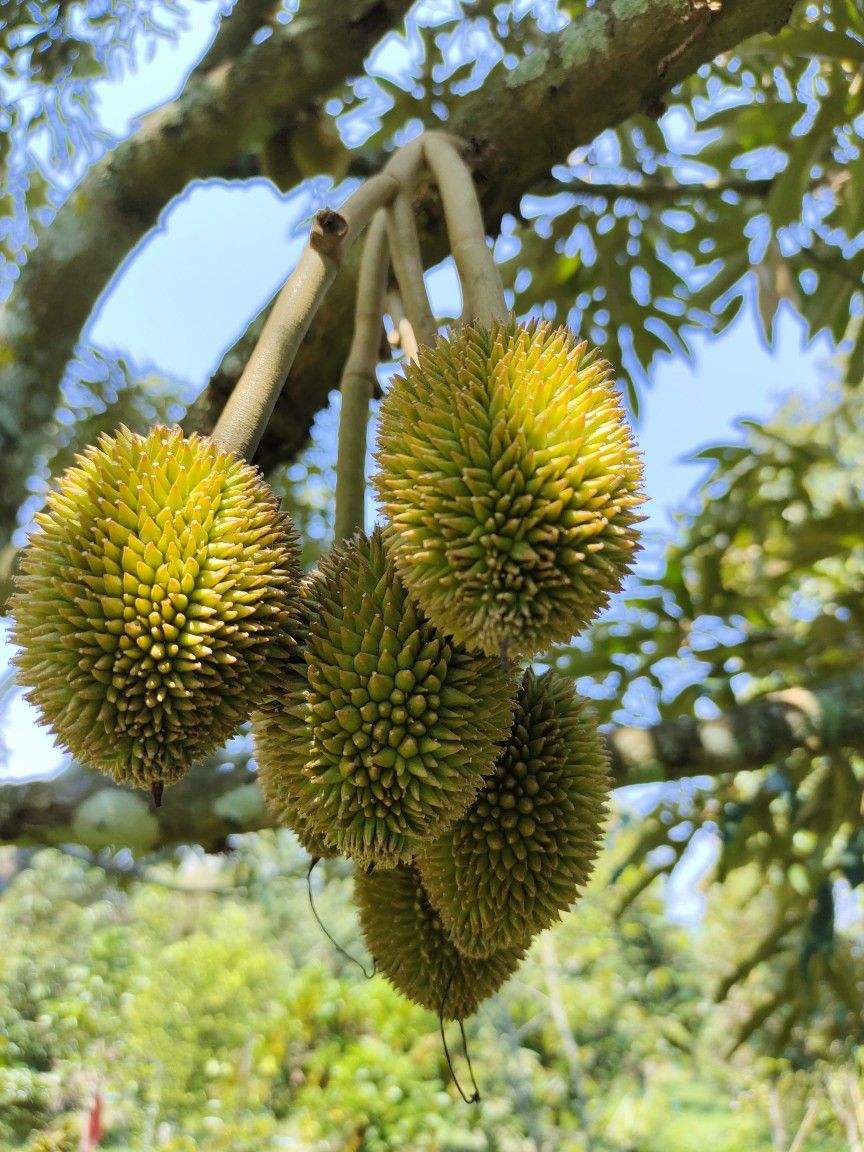 PREMIUM FROZEN FRESH DURIAN – VIETNAM | HAND-SELECTED, MILD FLAVOR & OEM/ODM 2