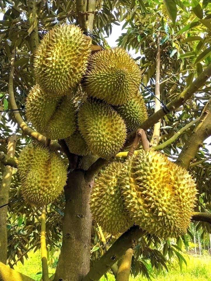 PREMIUM FROZEN FRESH DURIAN – VIETNAM | HAND-SELECTED, MILD FLAVOR & OEM/ODM 4