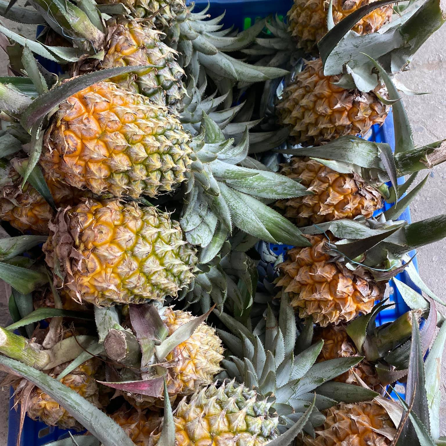 PREMIUM FRESH YELLOW PINEAPPLE – VIETNAM | JUICY TROPICAL FRUIT FOR WHOLESALE & EXPORT 2