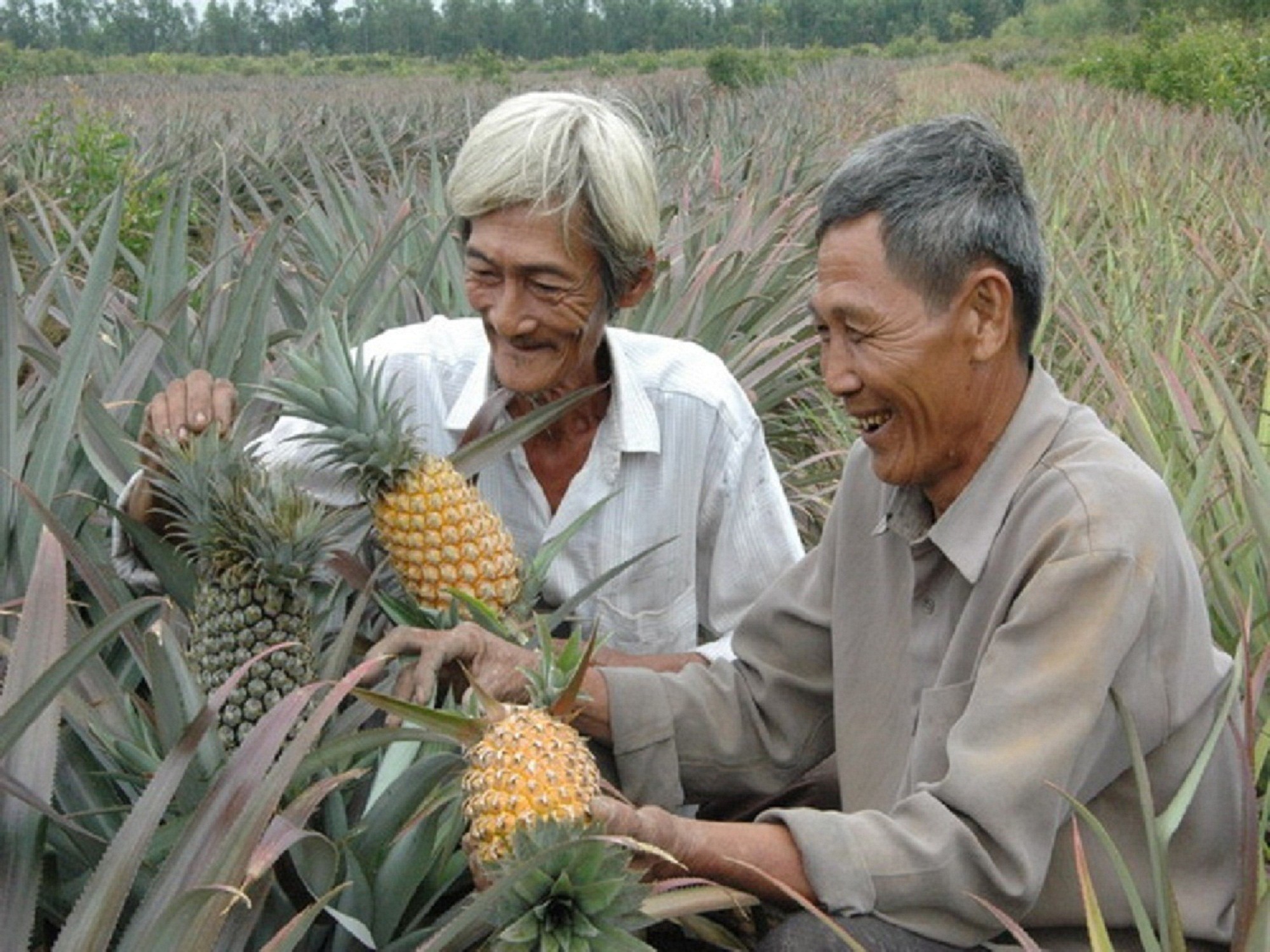TIEN GIANG PINEAPPLE – VIETNAM | FRESH TROPICAL FRUIT FOR WHOLESALE & EXPORT