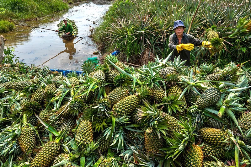 TIEN GIANG PINEAPPLE – VIETNAM | FRESH TROPICAL FRUIT FOR WHOLESALE & EXPORT 2