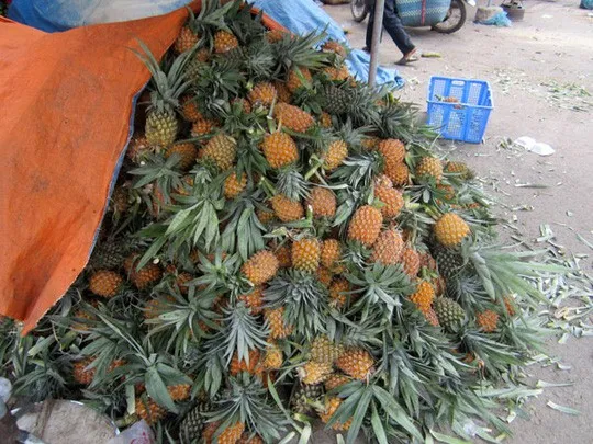 TIEN GIANG PINEAPPLE – VIETNAM | FRESH TROPICAL FRUIT FOR WHOLESALE & EXPORT 3