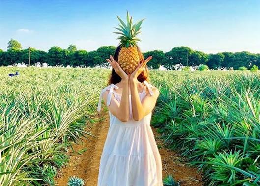 TIEN GIANG PINEAPPLE – VIETNAM | FRESH TROPICAL FRUIT FOR WHOLESALE & EXPORT 4