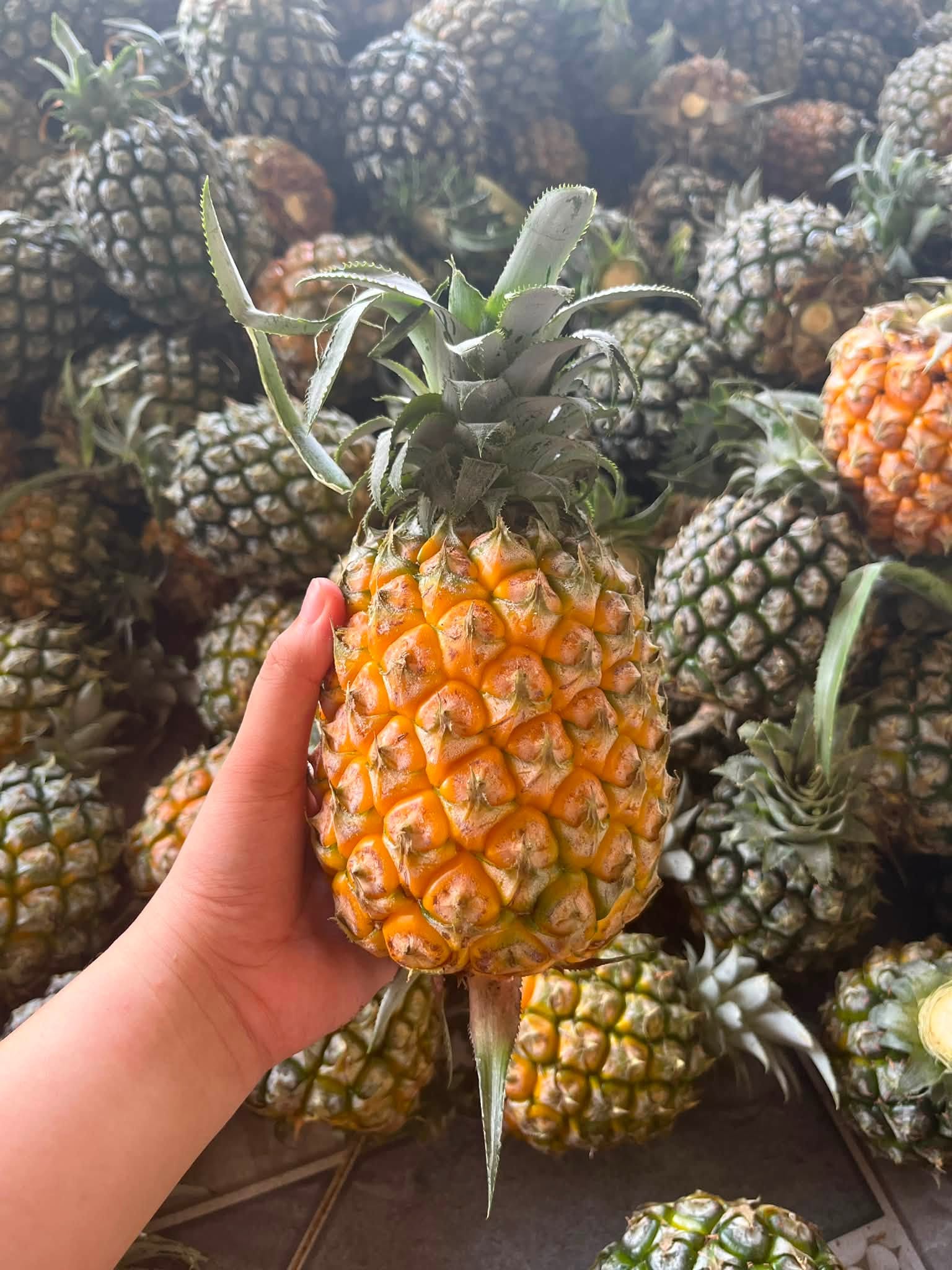 DONG NAI PINEAPPLE – VIETNAM | SWEET & JUICY FRESH TROPICAL FRUIT FOR WHOLESALE & EXPORT 3