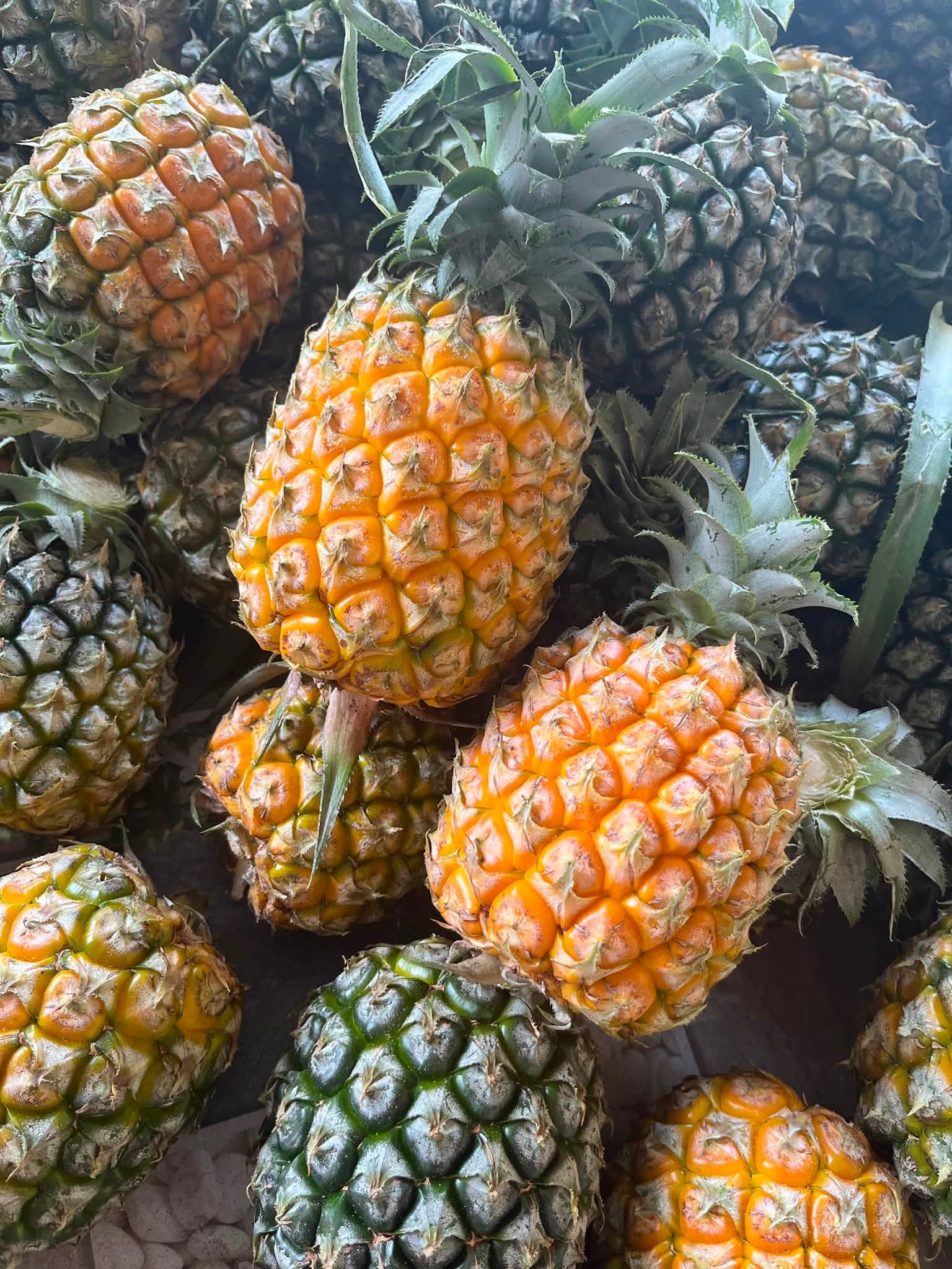 DONG NAI PINEAPPLE – VIETNAM | SWEET & JUICY FRESH TROPICAL FRUIT FOR WHOLESALE & EXPORT 4