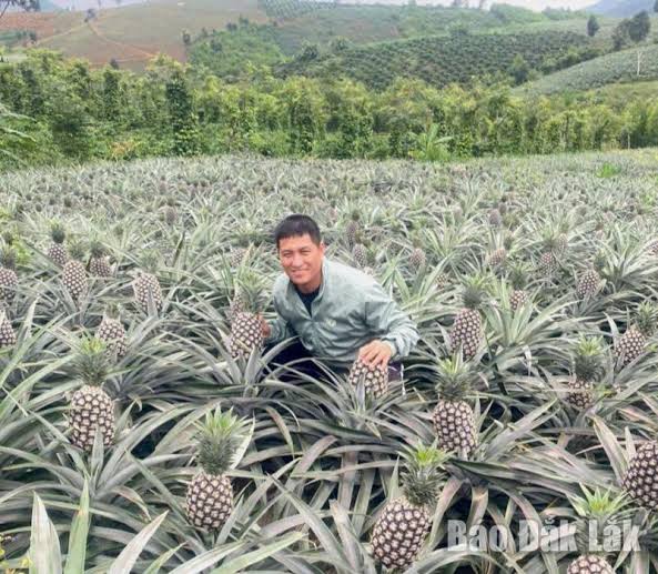 SOFT-DRIED DALAT PINEAPPLE – VIETNAM | SWEET-TANGY TROPICAL FRUIT SNACK 3