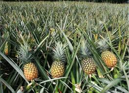 SOFT-DRIED DALAT PINEAPPLE – VIETNAM | SWEET-TANGY TROPICAL FRUIT SNACK 4