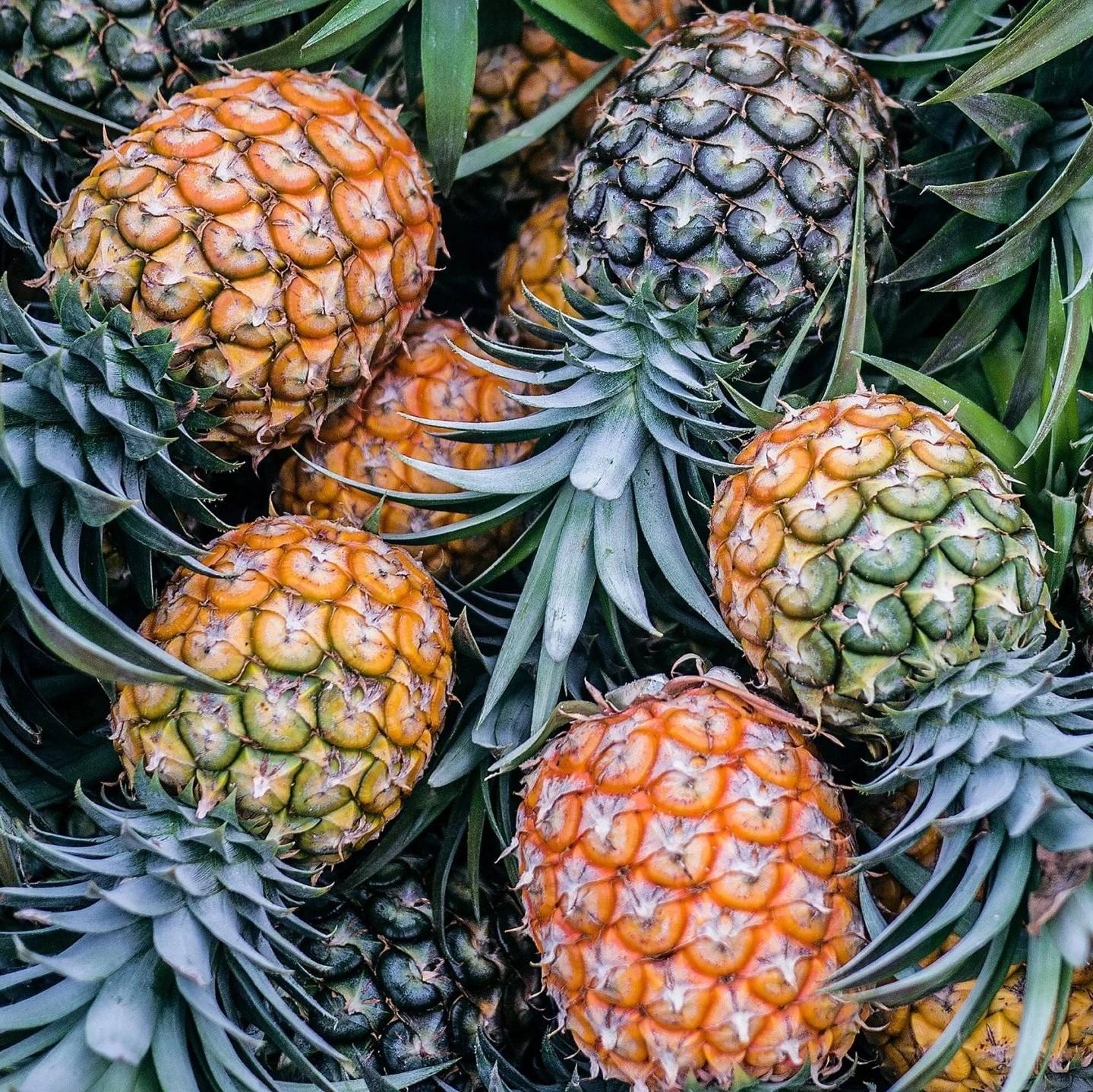 PREMIUM 100% FRESH ORGANIC PINEAPPLE – VIETNAM | UNIFORM-SIZE TROPICAL FRUIT FOR EXPORT