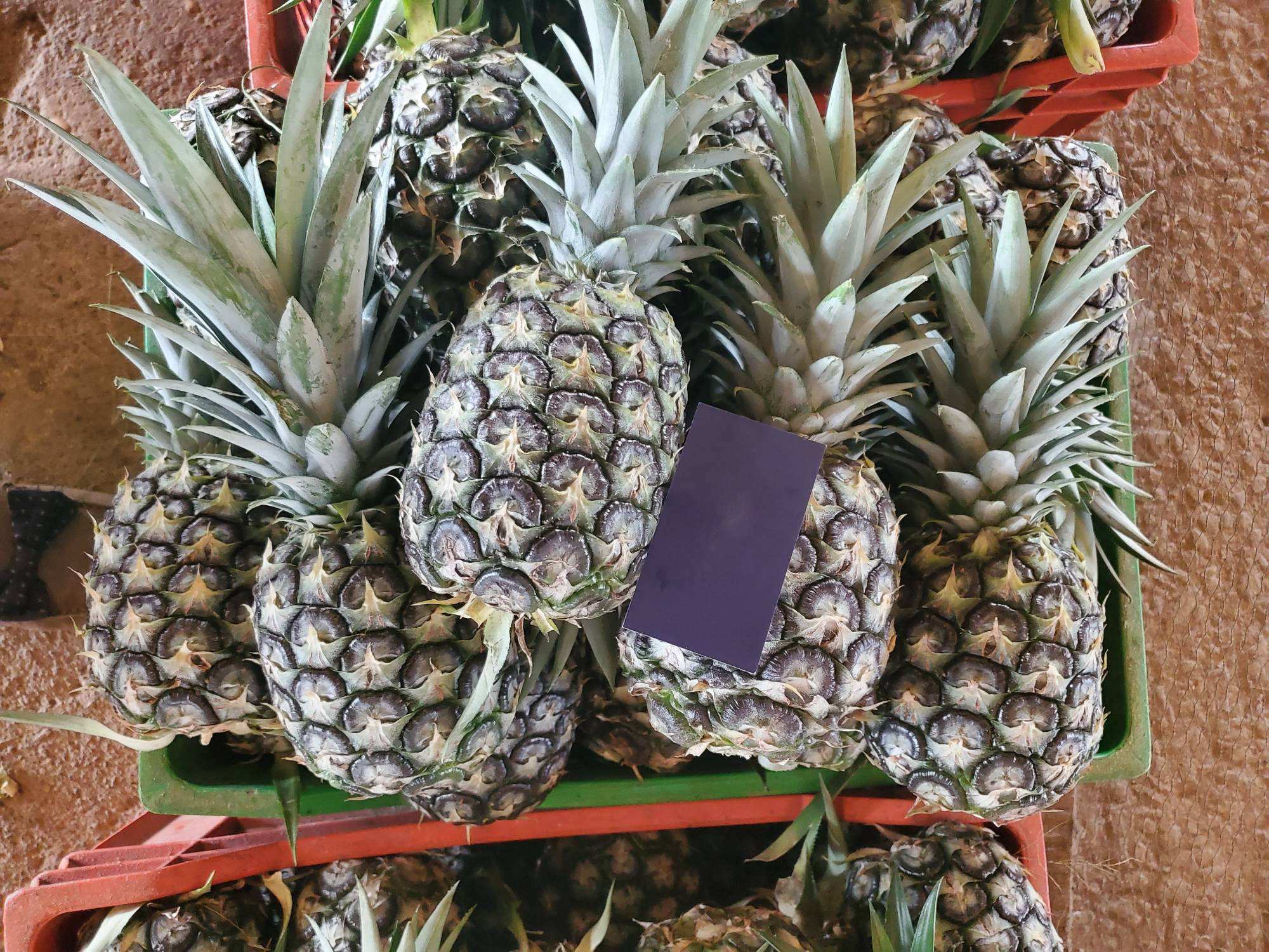 PREMIUM 100% FRESH ORGANIC PINEAPPLE – VIETNAM | UNIFORM-SIZE TROPICAL FRUIT FOR EXPORT 2
