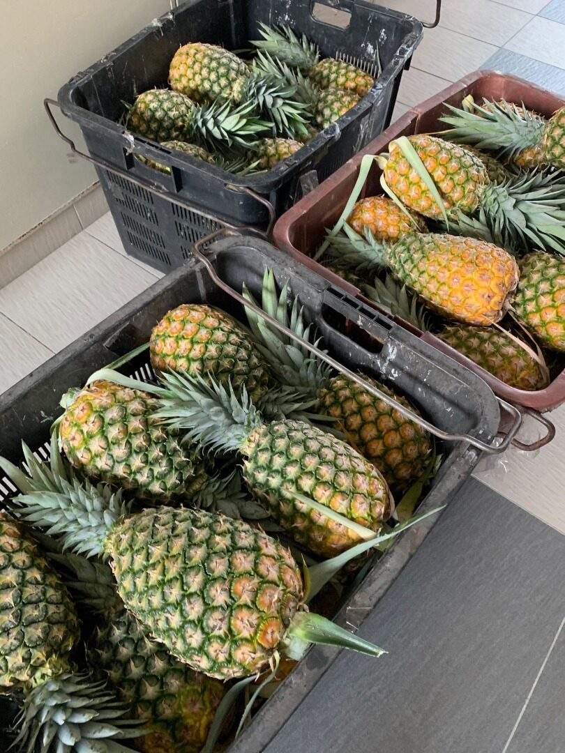 PREMIUM 100% FRESH ORGANIC PINEAPPLE – VIETNAM | UNIFORM-SIZE TROPICAL FRUIT FOR EXPORT 3