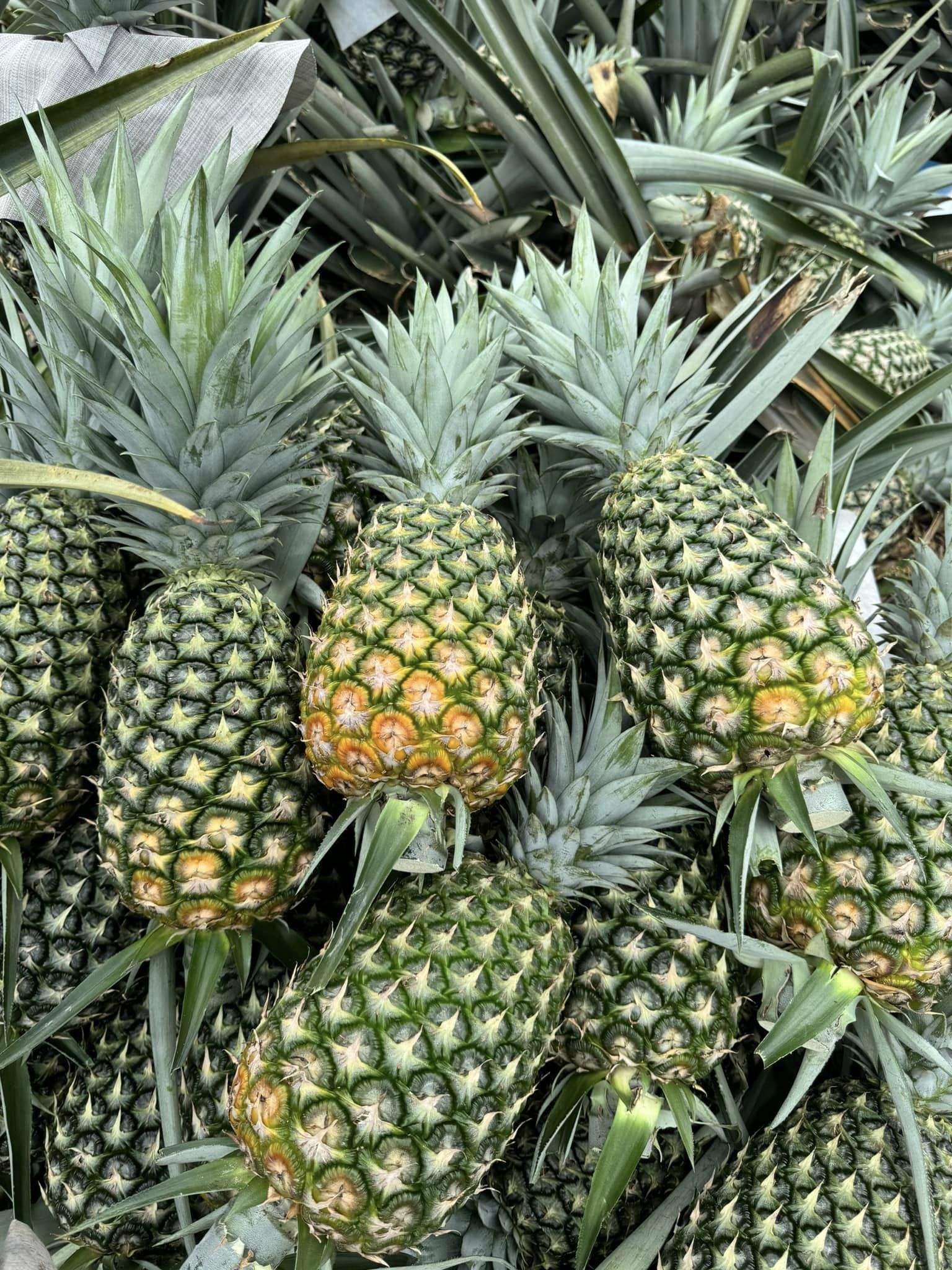 PREMIUM 100% FRESH ORGANIC PINEAPPLE – VIETNAM | UNIFORM-SIZE TROPICAL FRUIT FOR EXPORT 4