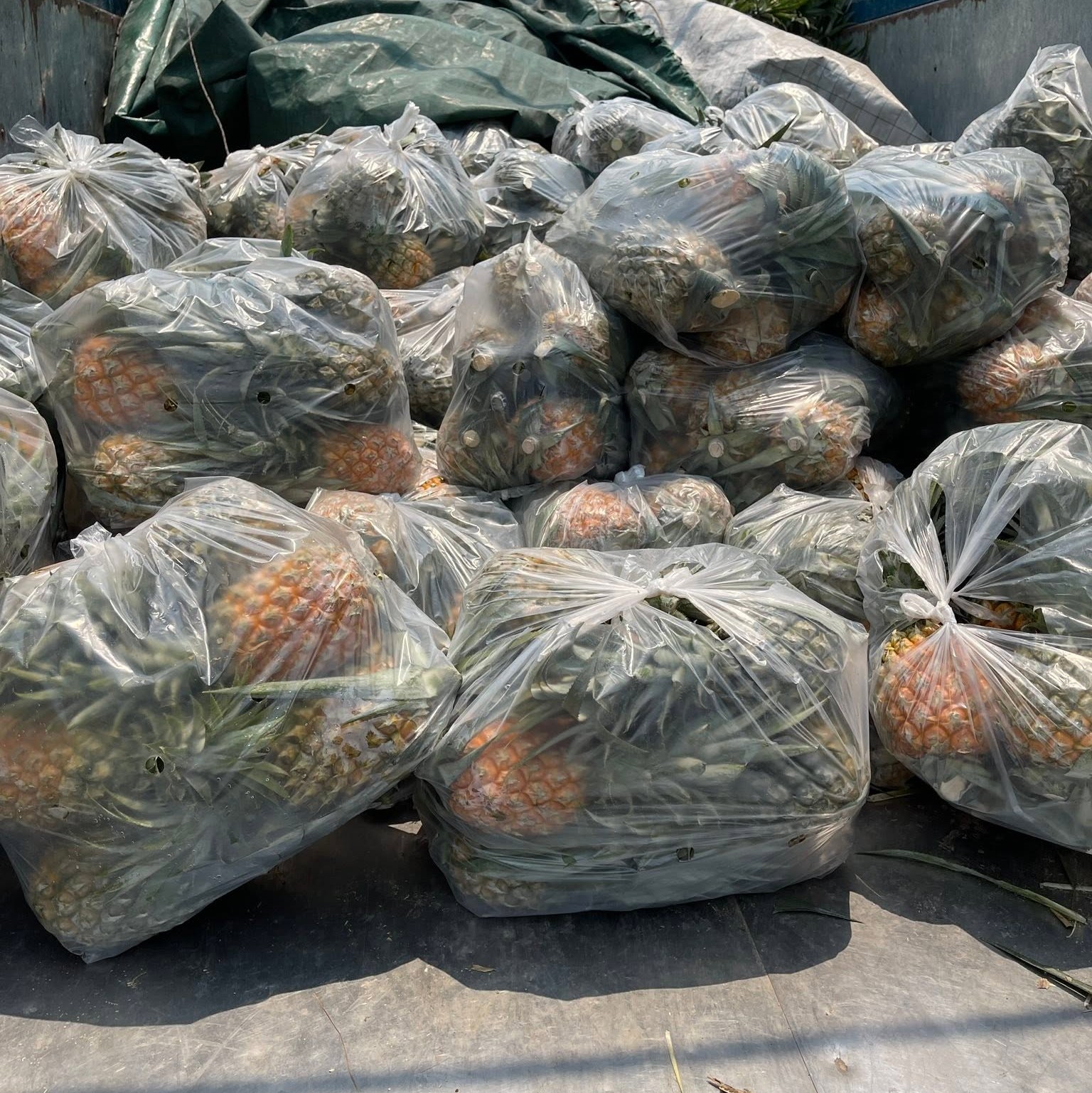 NINH BINH PINEAPPLE – VIETNAM | FRESH SWEET-TANGY TROPICAL FRUIT FOR WHOLESALE & EXPORT