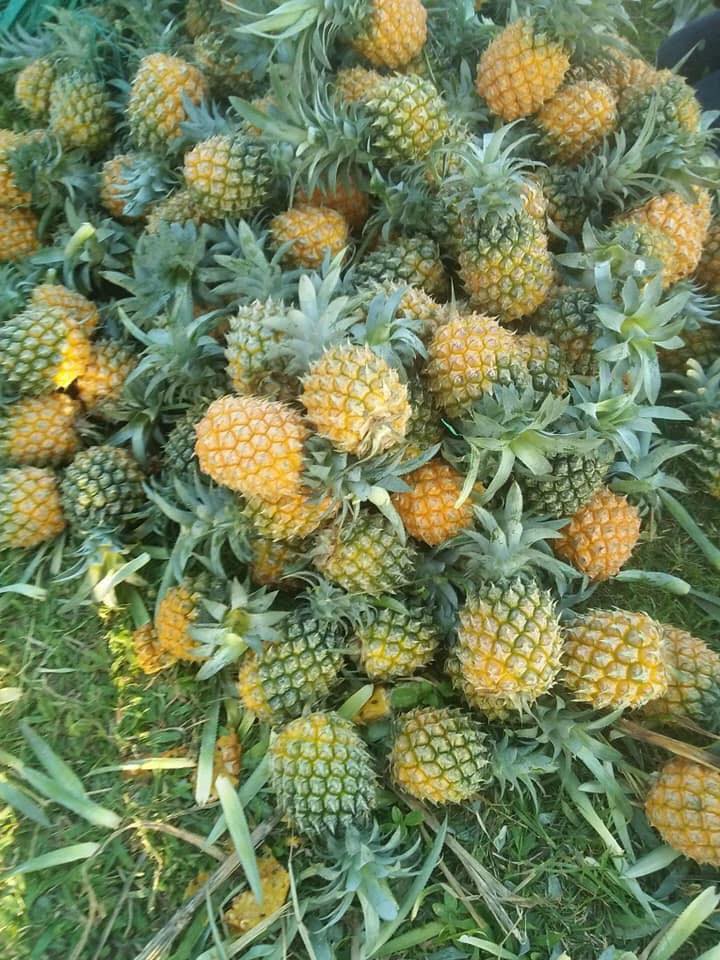 NINH BINH PINEAPPLE – VIETNAM | FRESH SWEET-TANGY TROPICAL FRUIT FOR WHOLESALE & EXPORT 2