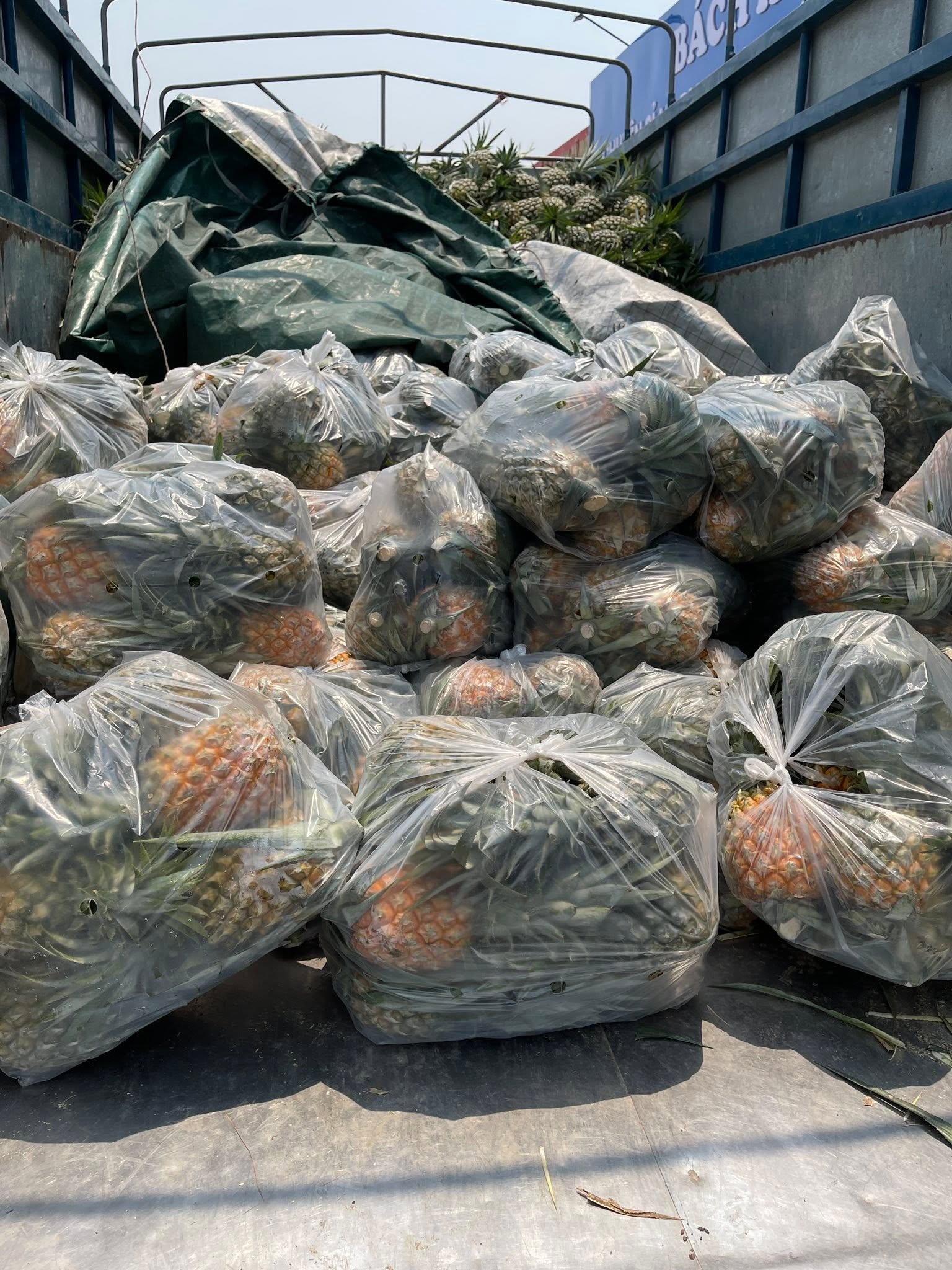 NINH BINH PINEAPPLE – VIETNAM | FRESH SWEET-TANGY TROPICAL FRUIT FOR WHOLESALE & EXPORT 3