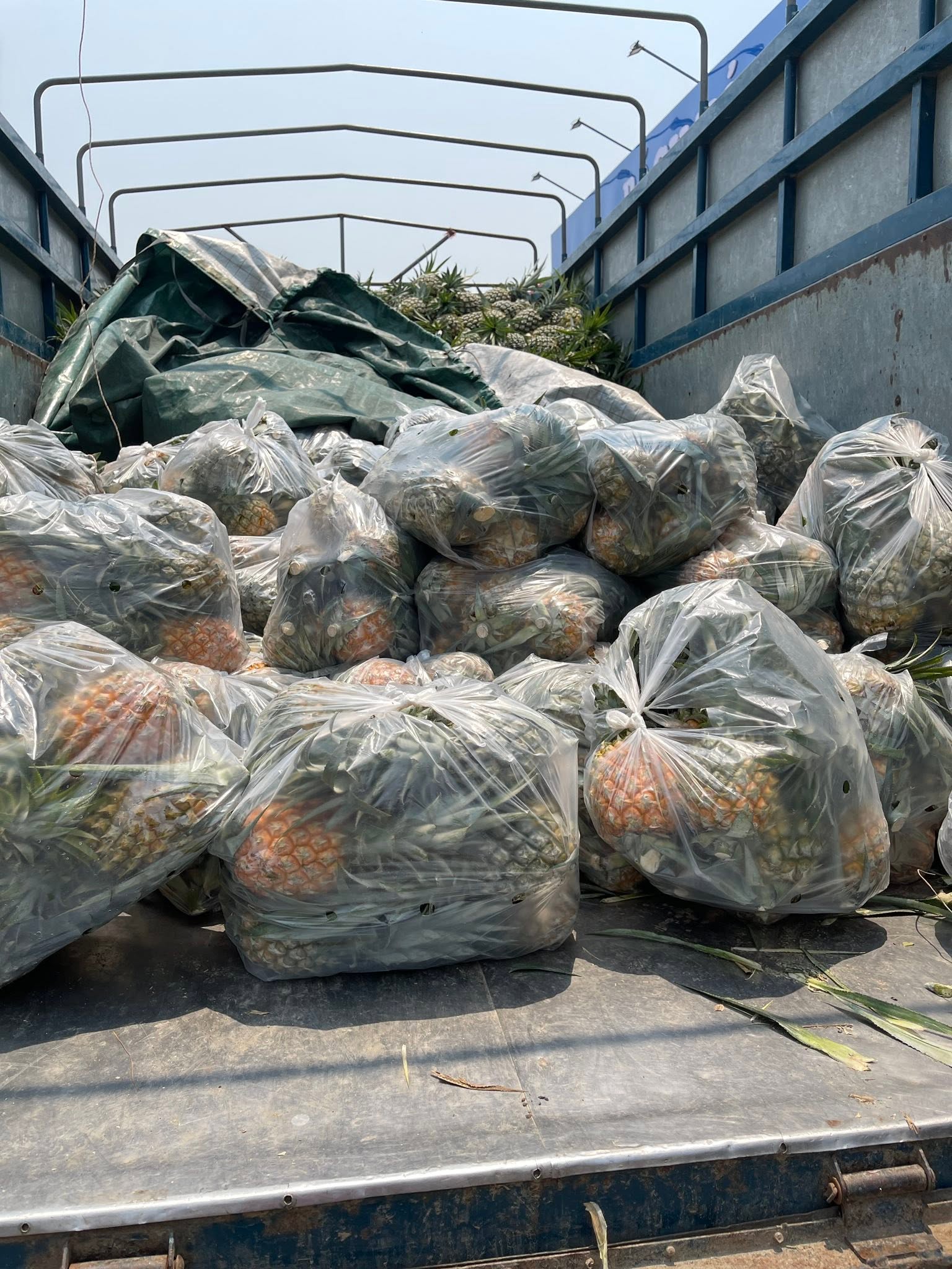 NINH BINH PINEAPPLE – VIETNAM | FRESH SWEET-TANGY TROPICAL FRUIT FOR WHOLESALE & EXPORT 4