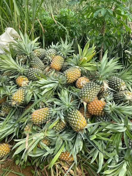 LOW-SUGAR SOFT-DRIED PINEAPPLE 186G – VIETNAM | SWEET-TANGY FRUIT SNACK IN CONVENIENT PLASTIC BOX 2