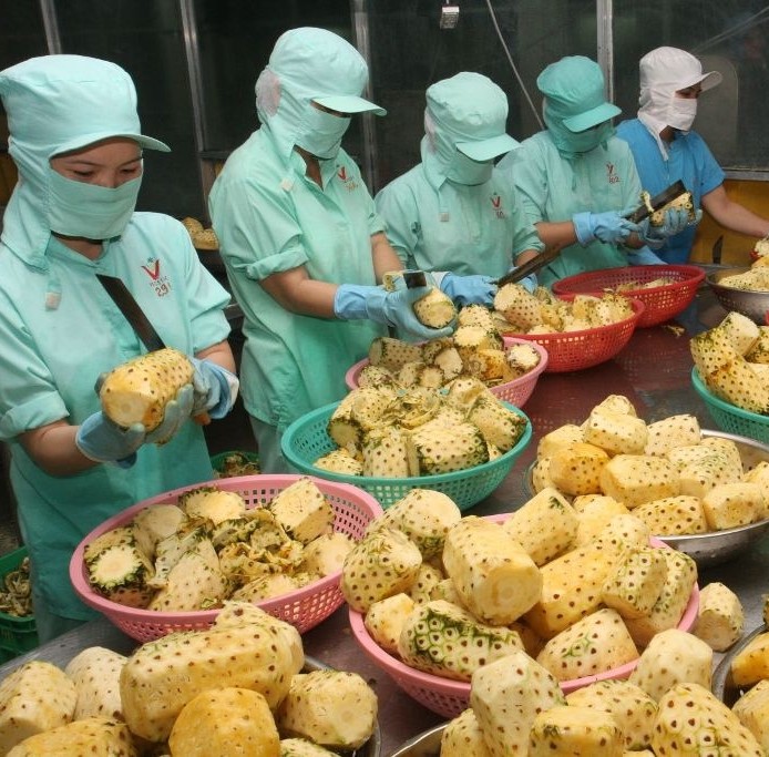 HAND-HARVESTED ORGANIC FROZEN PINEAPPLE – VIETNAM | NO ADDED SUGAR TROPICAL FRUIT