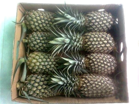 HAND-HARVESTED ORGANIC FROZEN PINEAPPLE – VIETNAM | NO ADDED SUGAR TROPICAL FRUIT 2