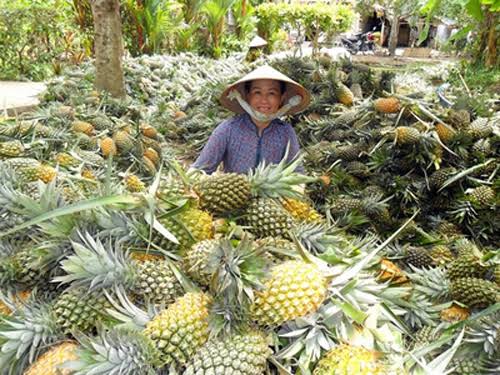HAND-HARVESTED ORGANIC FROZEN PINEAPPLE – VIETNAM | NO ADDED SUGAR TROPICAL FRUIT 3