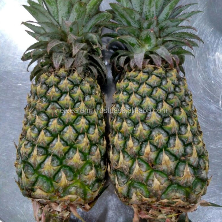 FRESH GOLDEN SWEET PINEAPPLE – VIETNAM | NATURAL TROPICAL FRUIT FOR WHOLESALE & EXPORT 2