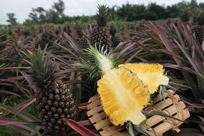 FRESH GOLDEN SWEET PINEAPPLE – VIETNAM | NATURAL TROPICAL FRUIT FOR WHOLESALE & EXPORT 3