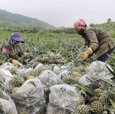 NGHE AN PINEAPPLE – VIETNAM | FRESH TROPICAL FRUIT FOR WHOLESALE & EXPORT