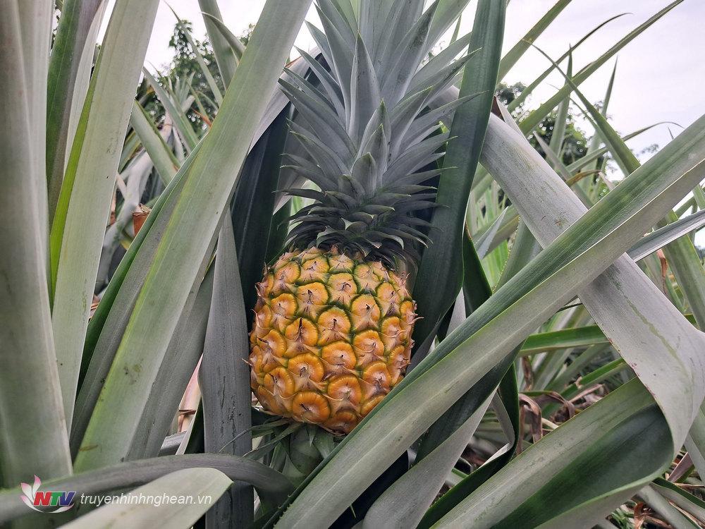NGHE AN PINEAPPLE – VIETNAM | FRESH TROPICAL FRUIT FOR WHOLESALE & EXPORT 2