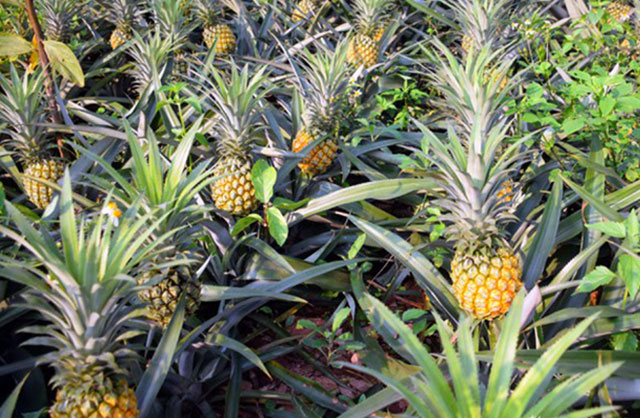 NGHE AN PINEAPPLE – VIETNAM | FRESH TROPICAL FRUIT FOR WHOLESALE & EXPORT 3