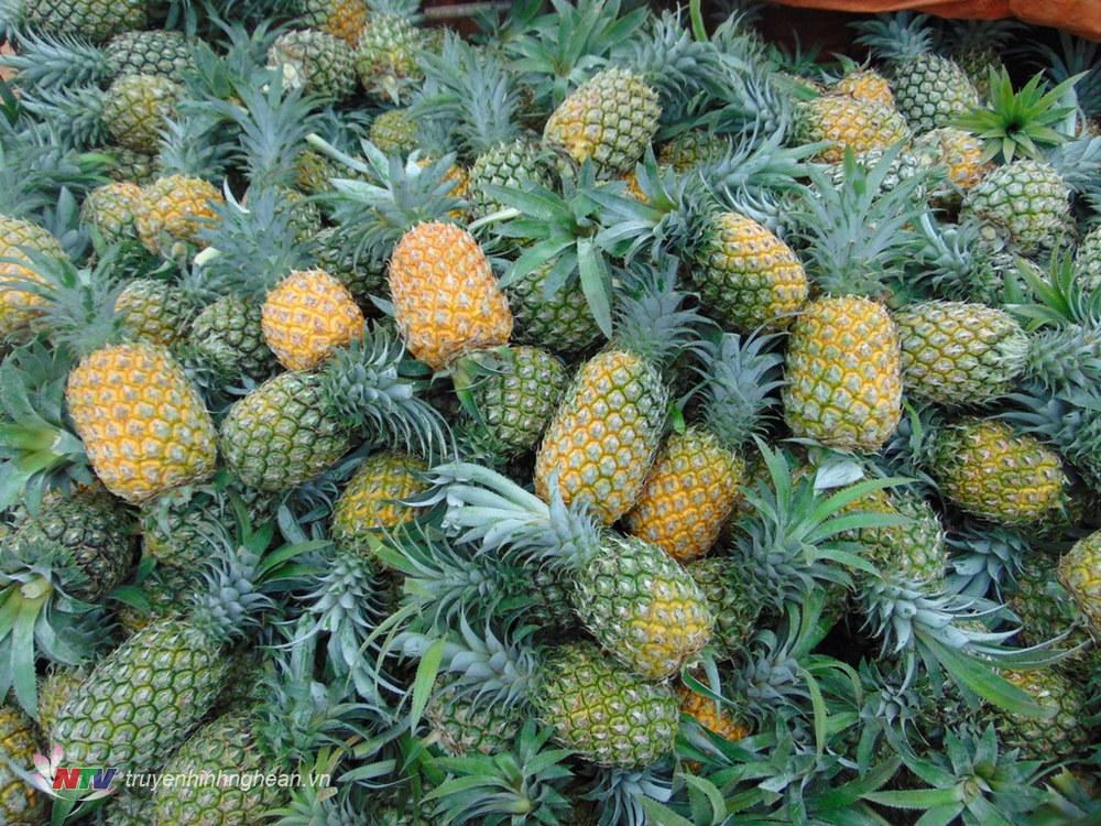 NGHE AN PINEAPPLE – VIETNAM | FRESH TROPICAL FRUIT FOR WHOLESALE & EXPORT 4
