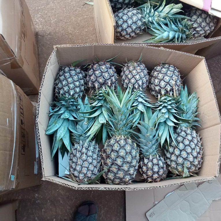 PREMIUM FRESH PINEAPPLE – VIETNAM | HIGH-QUALITY TROPICAL FRUIT FOR GLOBAL EXPORT
