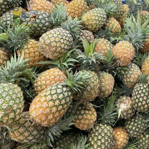 PREMIUM FRESH PINEAPPLE – VIETNAM | HIGH-QUALITY TROPICAL FRUIT FOR GLOBAL EXPORT 2