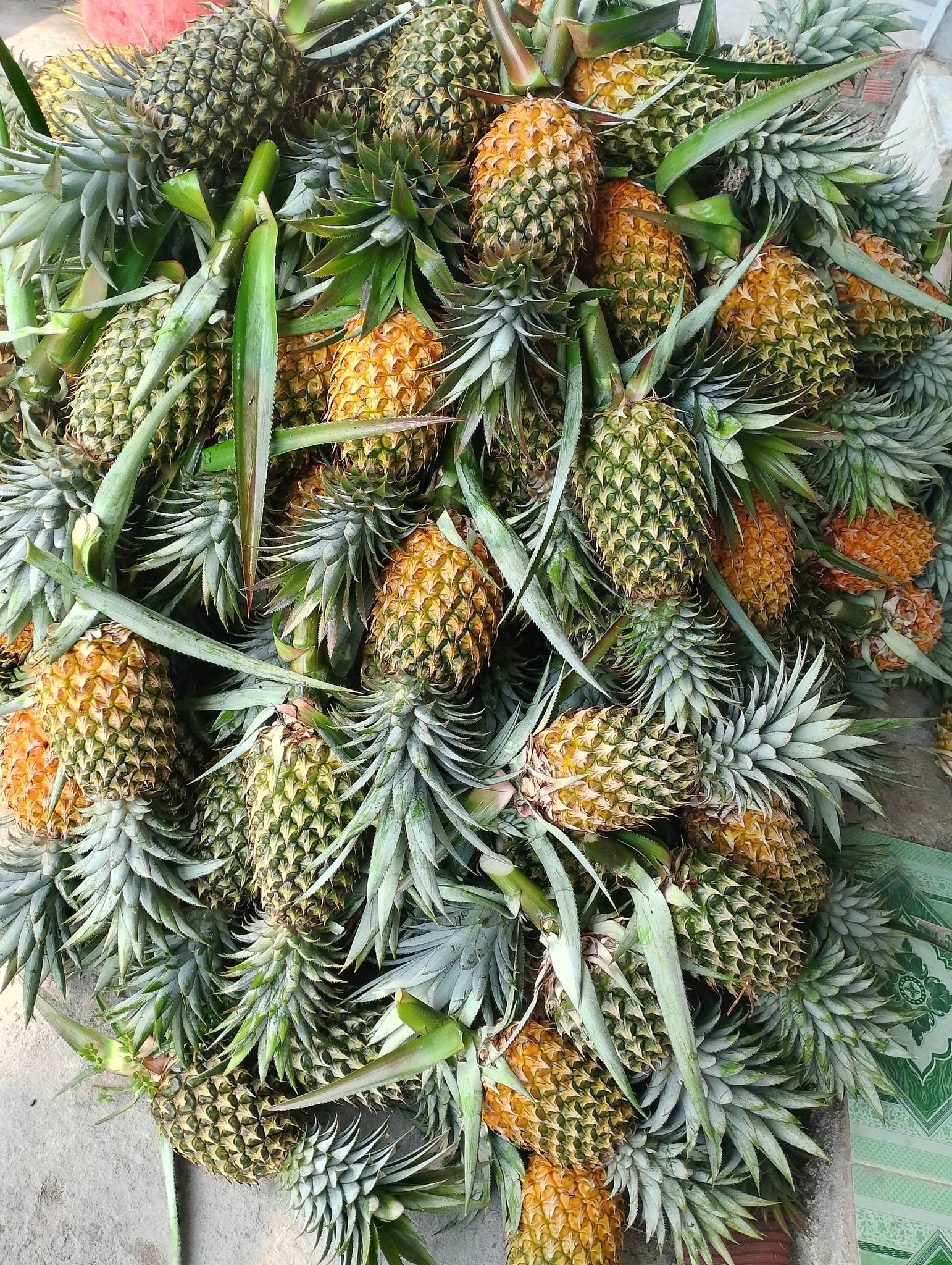 PREMIUM FRESH PINEAPPLE – VIETNAM | HIGH-QUALITY TROPICAL FRUIT FOR GLOBAL EXPORT 3