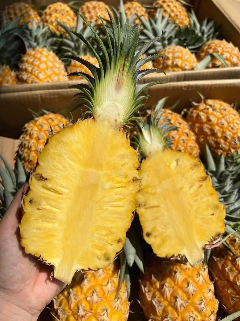 PREMIUM FRESH PINEAPPLE – VIETNAM | HIGH-QUALITY TROPICAL FRUIT FOR GLOBAL EXPORT 4