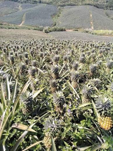 CRISPY DRIED PINEAPPLE 110G – VIETNAM | MILDLY TANGY TROPICAL FRUIT SNACK FOR EXPORT 4