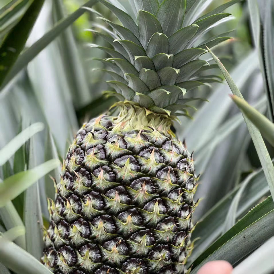 FRESH PINEAPPLE – VIETNAM | HIGH-QUALITY WHOLESALE TROPICAL FRUIT 3