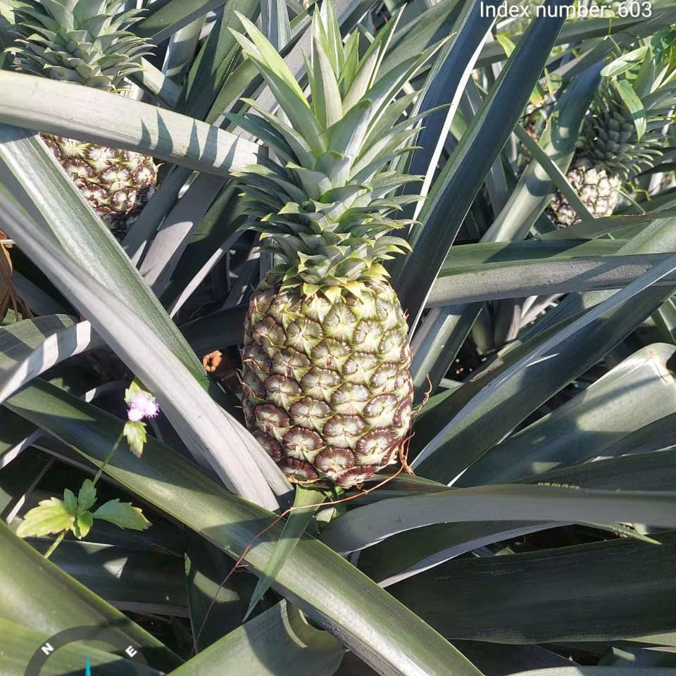 FRESH PINEAPPLE – VIETNAM | HIGH-QUALITY WHOLESALE TROPICAL FRUIT 4