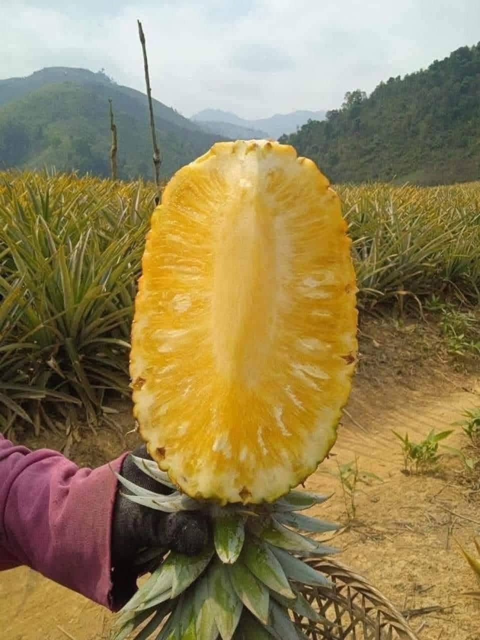 CANNED PINEAPPLE SLICES IN LIGHT SYRUP – VIETNAM | FACTORY SUPPLY & CUSTOM PACKAGING 2
