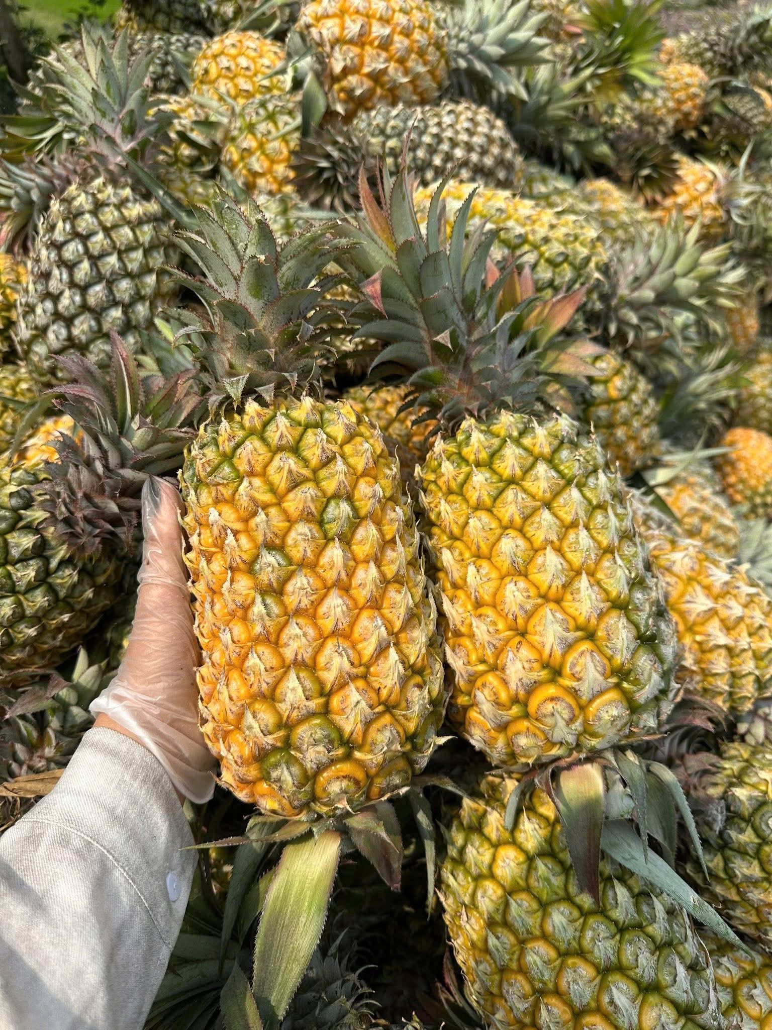 CANNED PINEAPPLE SLICES IN LIGHT SYRUP – VIETNAM | FACTORY SUPPLY & CUSTOM PACKAGING 3