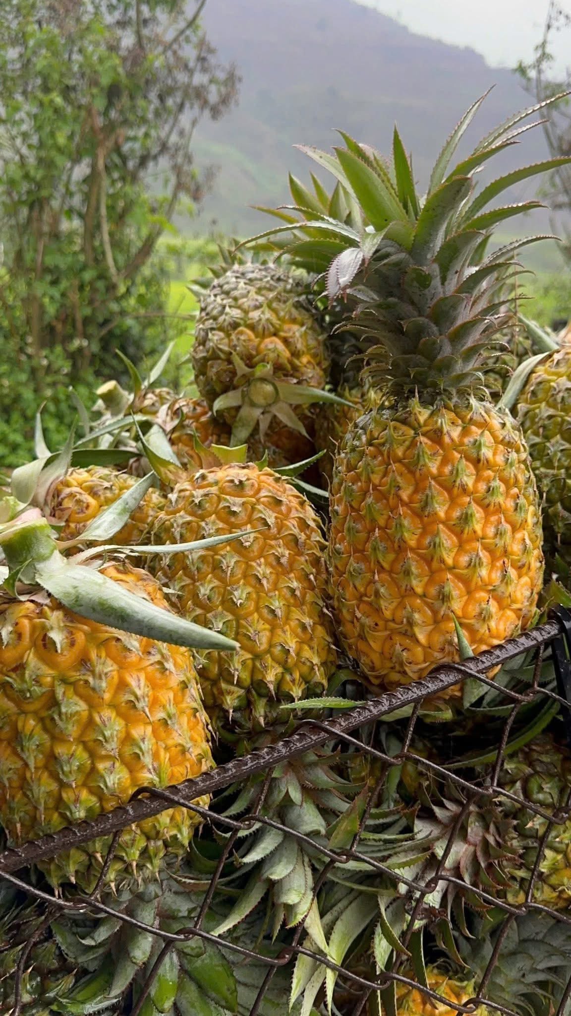 CANNED PINEAPPLE SLICES IN LIGHT SYRUP – VIETNAM | FACTORY SUPPLY & CUSTOM PACKAGING 4