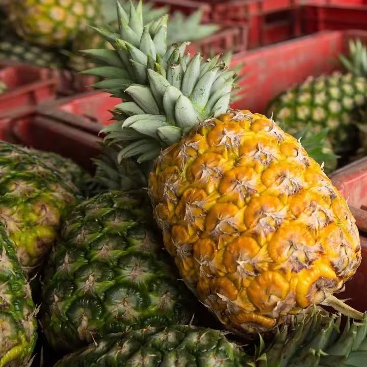 PREMIUM FRESH NATURAL PINEAPPLE – VIETNAM | SELECTED GOLDEN-YELLOW TROPICAL FRUIT