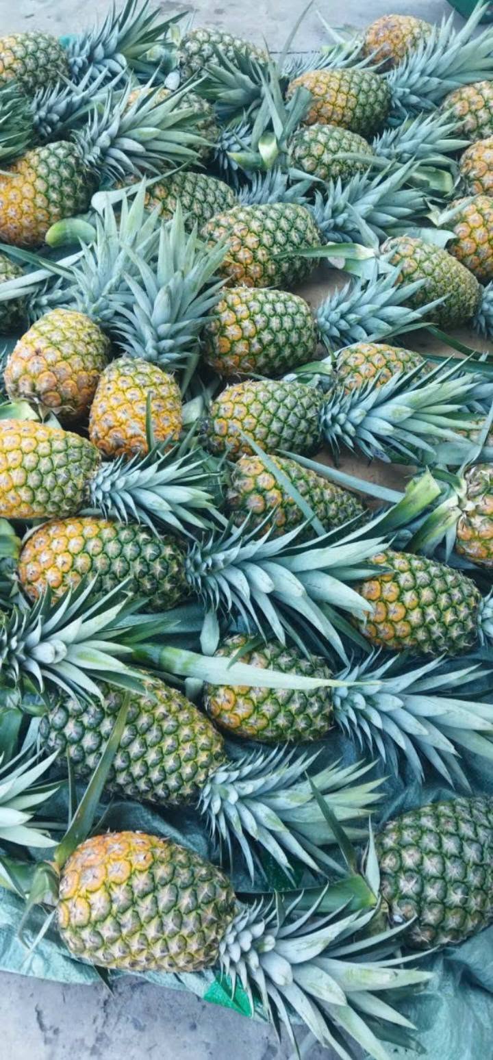 PREMIUM FRESH NATURAL PINEAPPLE – VIETNAM | SELECTED GOLDEN-YELLOW TROPICAL FRUIT 2